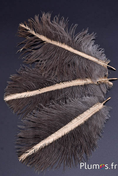 Struisvogel  met fijne gouden straal - 13-18 cm - grijs natuur